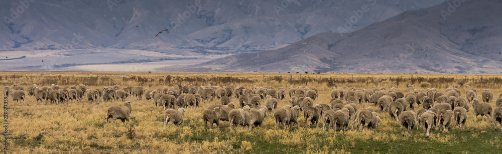 Group of Sheep, Mt Cook, NZ Group of Sheep, Mt Cook, NZ