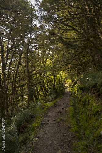 Enchanted Forest Path, Routeburn Track, NZ © Viktor