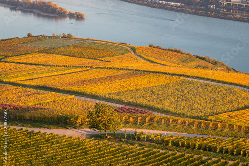 Golden vineyard along river Rhine
