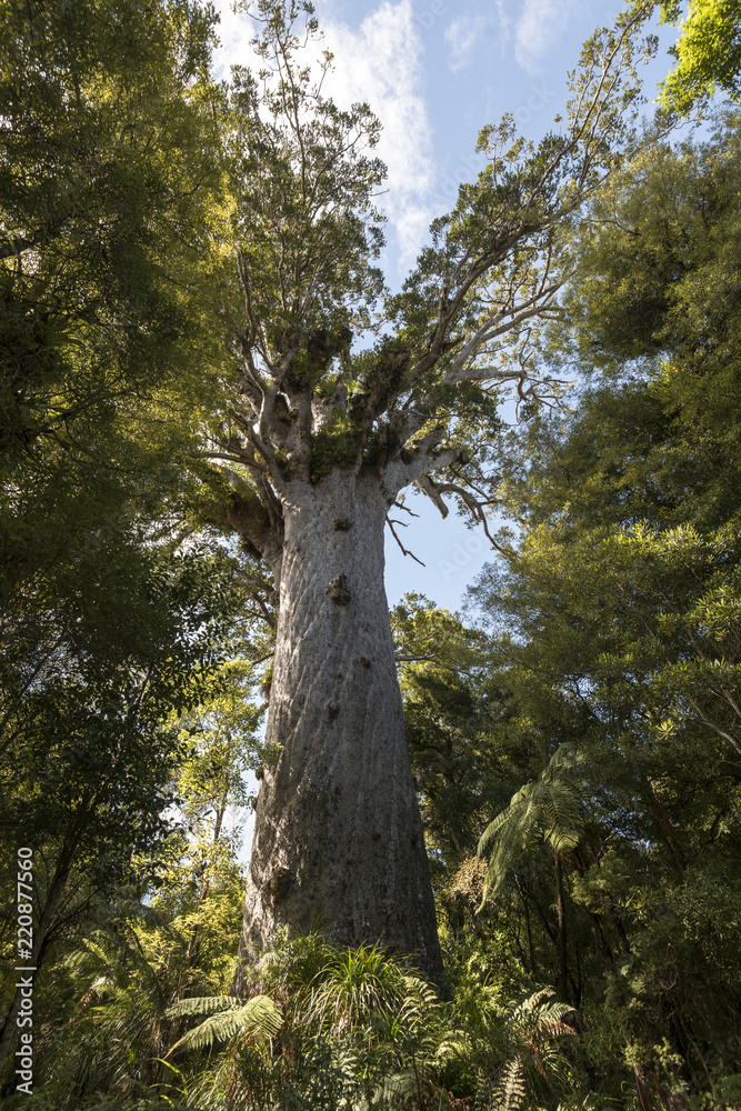 Fototapeta premium Tane Mahuta, NZ