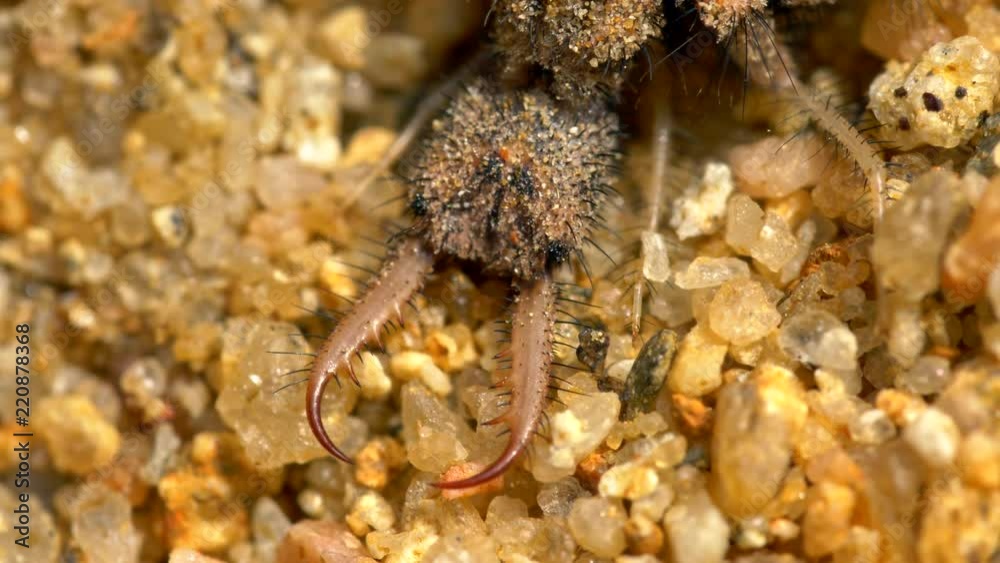 Antlion larva (Myrmeleon formicarius) detail Antlion larva (Myrmeleon formicarius) detail