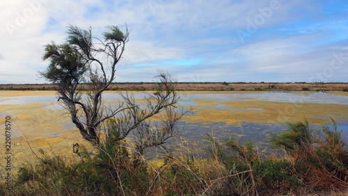 Ile de Ré: Salzwiesen, Marais, Naturschutzgebiet Lilleau des Niges photo