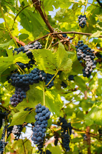 Bunches of black grapes hanging on a vine during the day sun