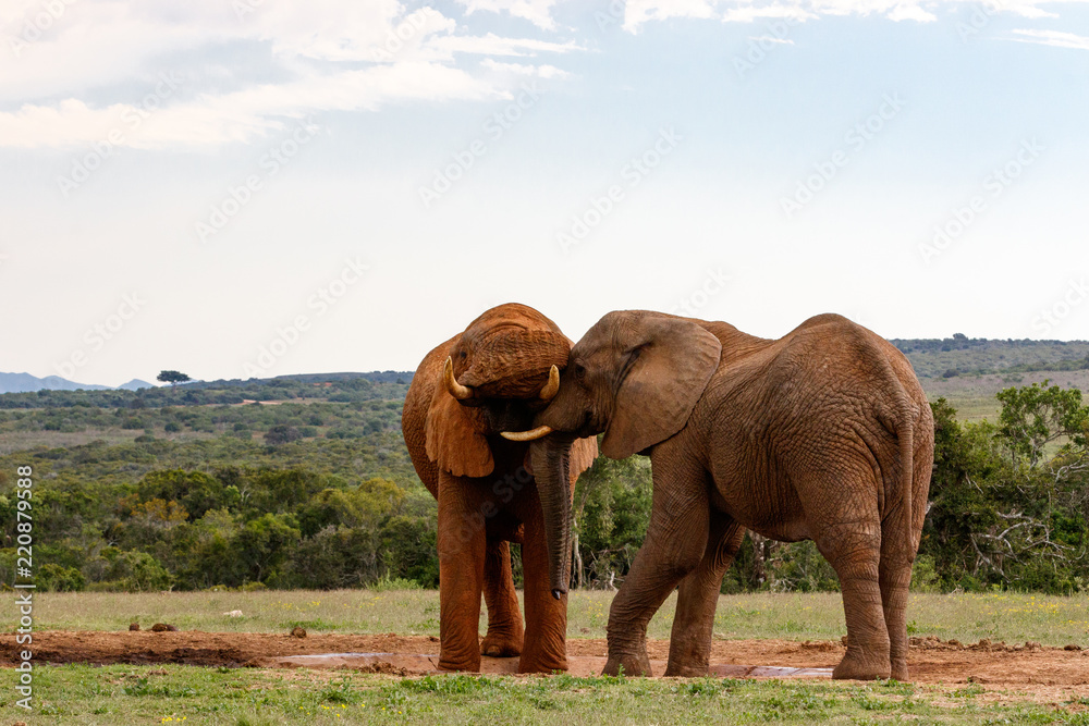 Obraz premium Elephants playing with their trunks