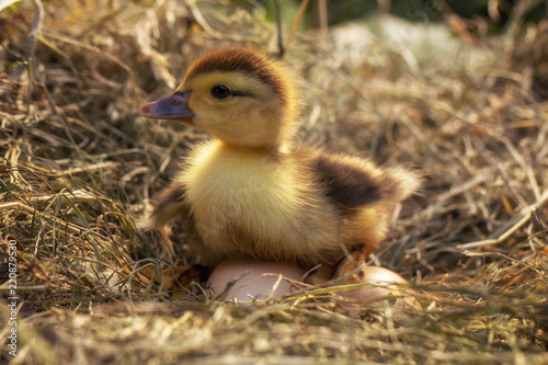 A small duck sits on a hay nest © maykal