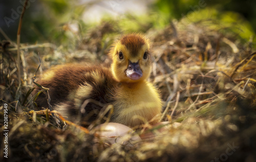 A small duck sits on a hay nest