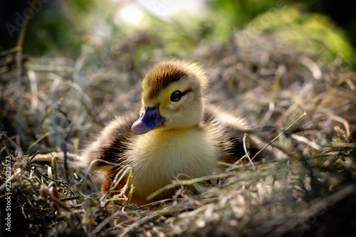 A small duck sits on a hay nest