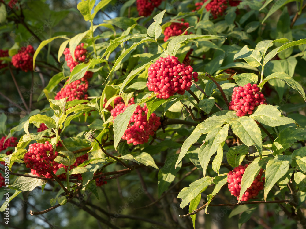 Obraz premium Red elderberry leaves and berries