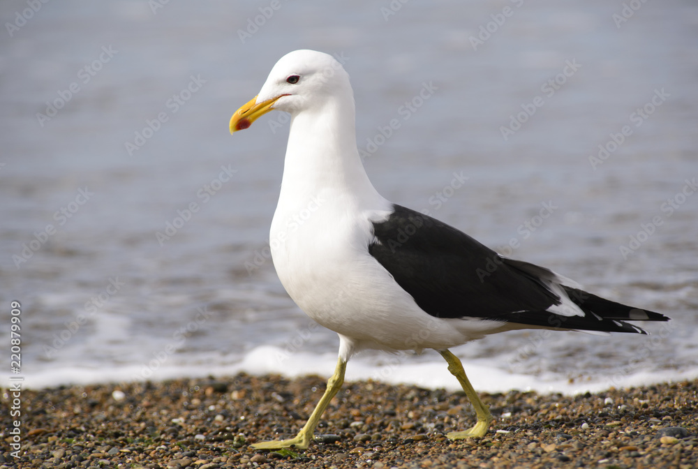 Marine Gull. Seagull on the coast of the Atlantic sea, Puerto Madryn. Larus Marinus. Marine Gull. Seagull on the coast of the Atlantic sea, Puerto Madryn. Larus Marinus.
