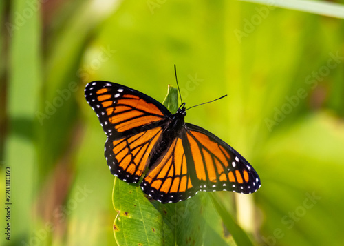 Monarch Butterfly 01