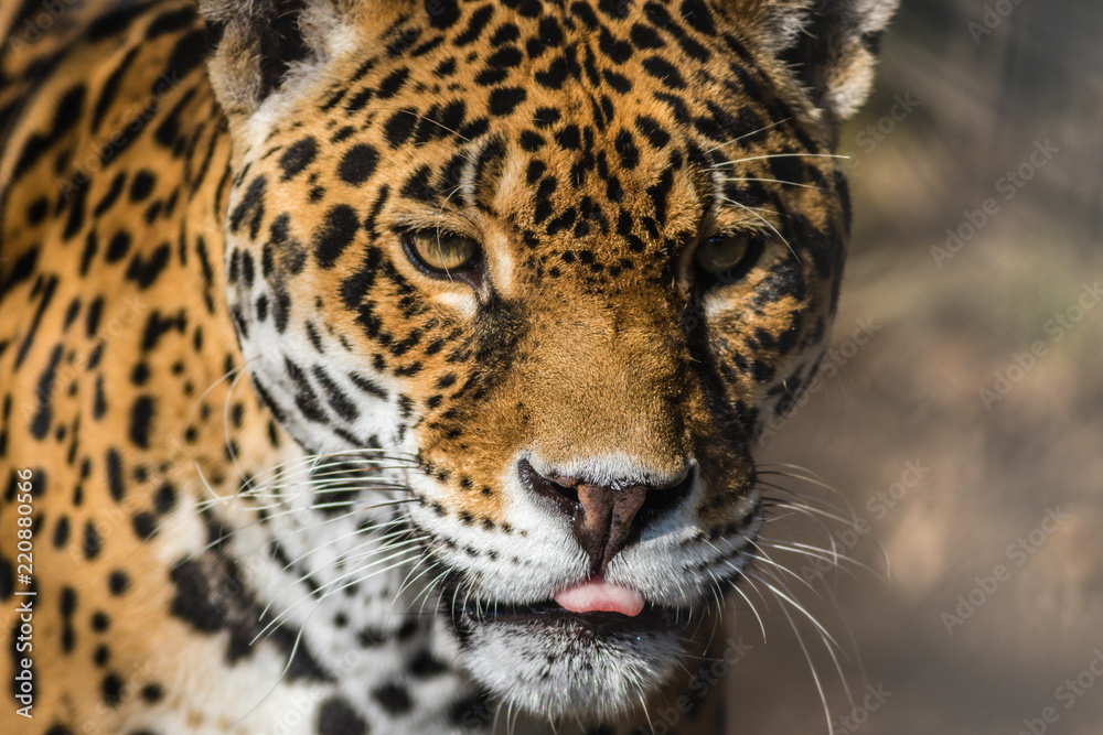 Fototapeta premium Lampart, Panthera Pardus, zbliżenie, ma piękne cętkowane futro