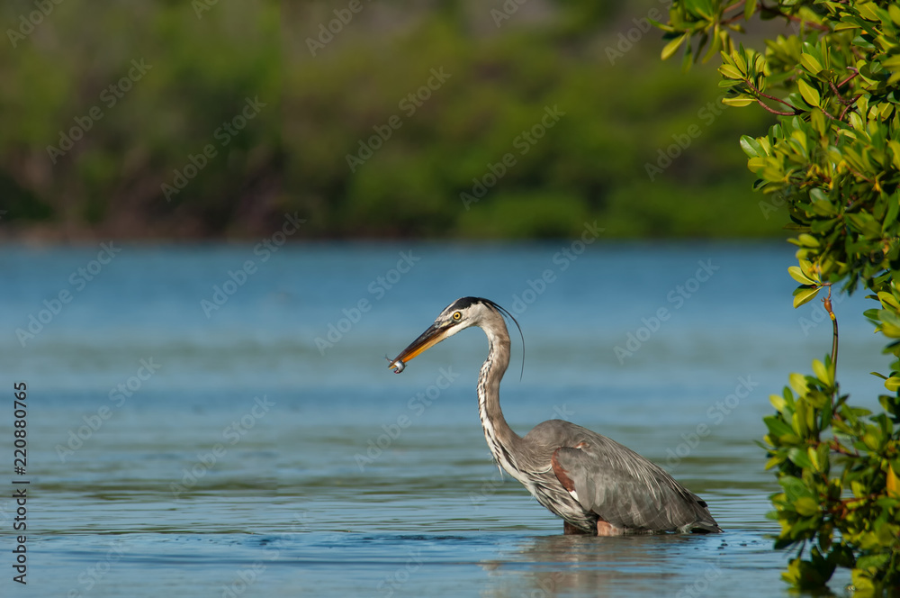 custom made wallpaper toronto digitalGreat blue heron feedingin green mangroves in Estero Bay, Florida with a small fish in its mouth.