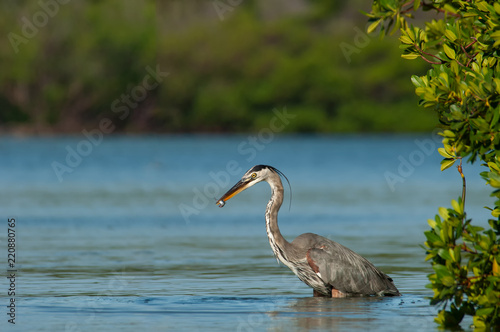 Wallpaper Mural Great blue heron feedingin green mangroves in Estero Bay, Florida with a small fish in its mouth. Torontodigital.ca