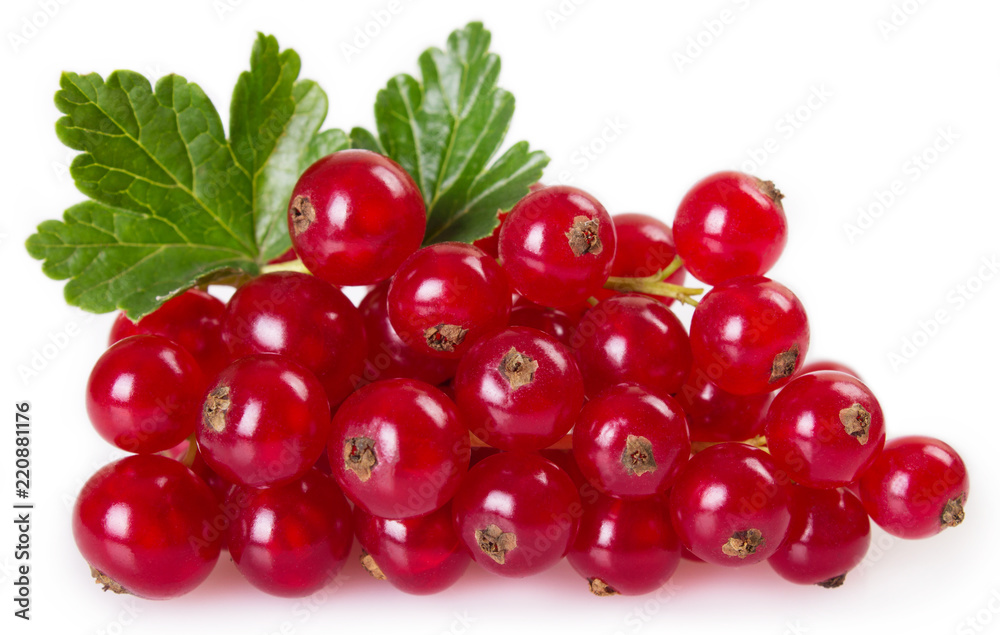 Red currant on white background Red currant on white background