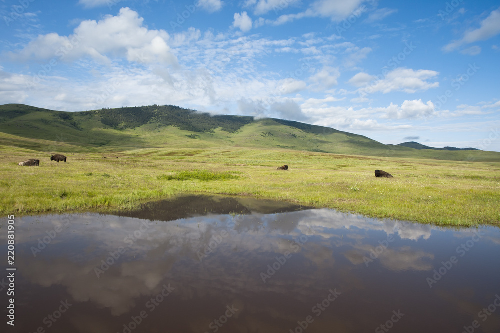 Cirrus  and Cumulous Clouds Reflected in Water while Bison Grazing  and  Bedded nearby