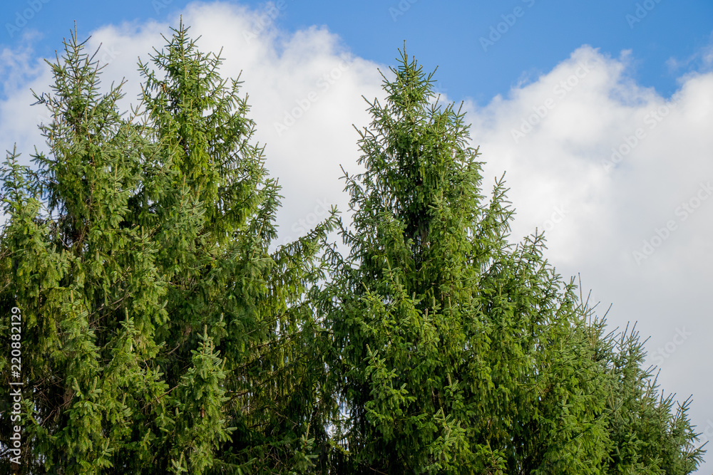 three beautiful, tall, healthy pine trees in front of clouds in the sky