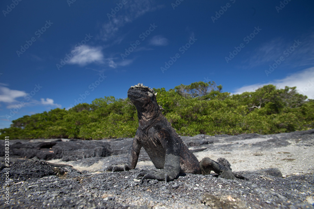 Fototapeta premium Marine Iguana on beach