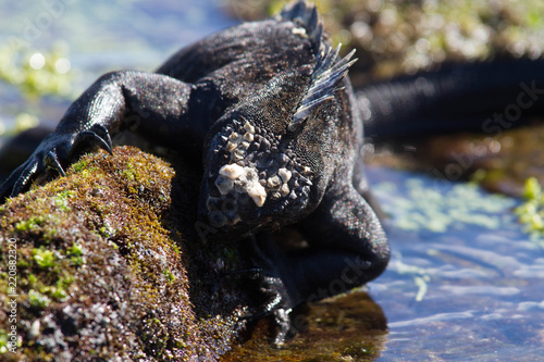 Marine Iguana eating Algae