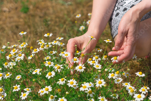 Harvesting medical chamomile, phytotherapy and traditional medicine