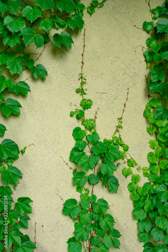 壁を覆う蔦の葉 © A-TAN