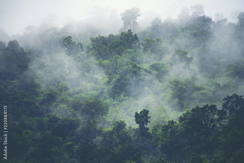 Obraz premium widok przyrody lasu tropikalnego, obraz vintage