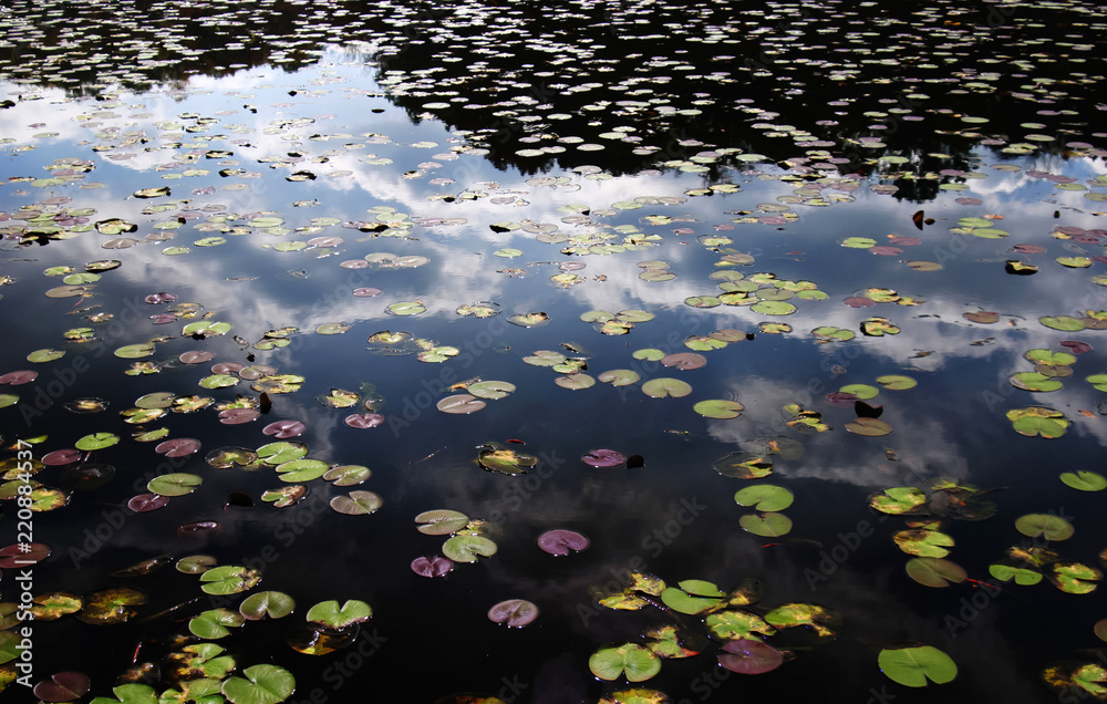 water lily pads and leaves reflecting clouds on lake water in fall water lily pads and leaves reflecting clouds on lake water in fall