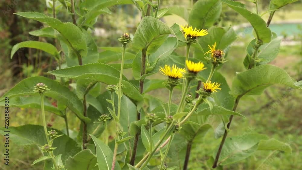 Close up view of blooming yellow flowers on nature green background. Selective focus
