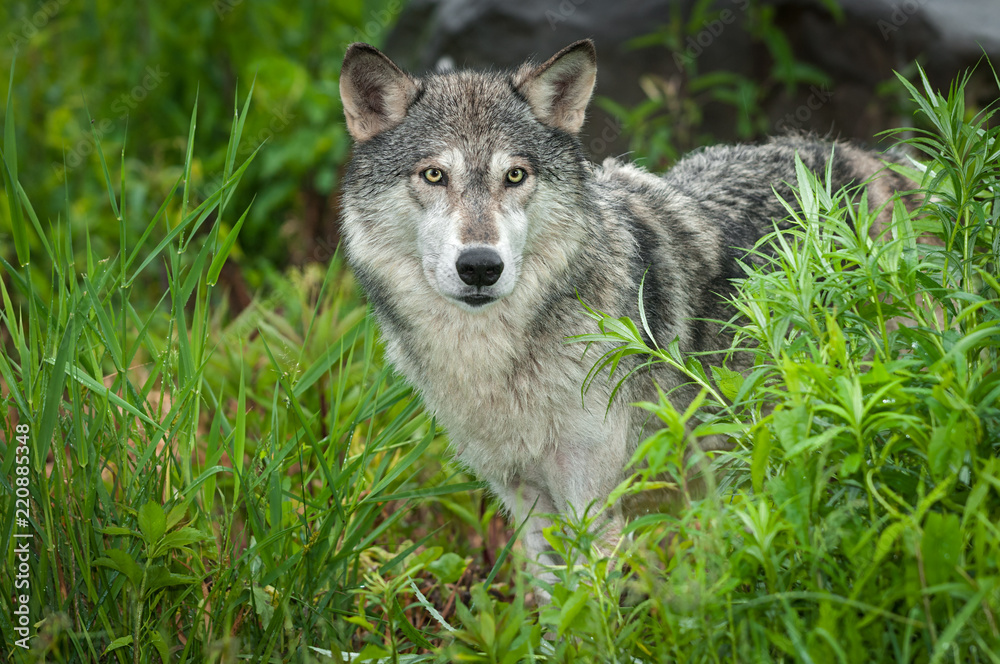 Grey Wolf (Canis lupus) Looks Out Intently From Grasses Grey Wolf (Canis lupus) Looks Out Intently From Grasses