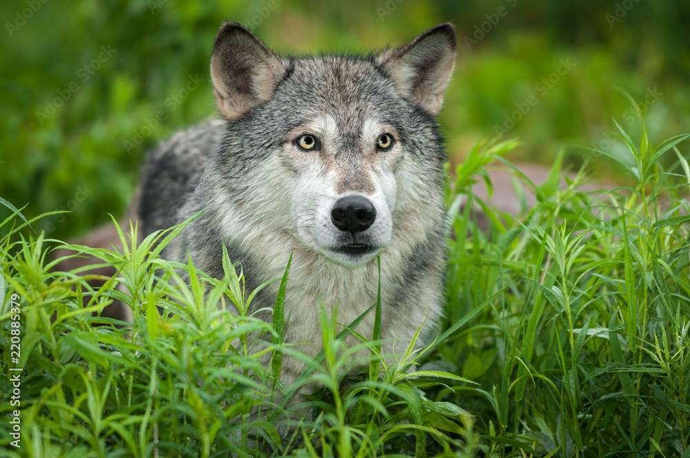 Fototapeta premium Grey Wolf (Canis lupus) Looks Up From Grass