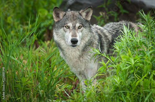 Grey Wolf (Canis lupus) Looks Out Intently From Grasses