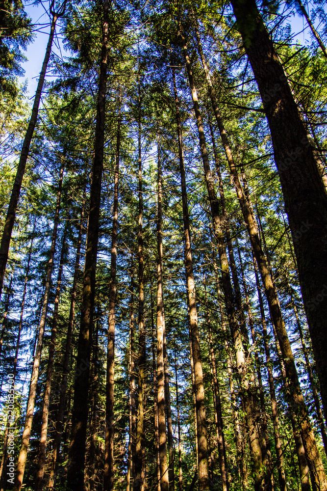 Trees climbing towards a blue sky Trees climbing towards a blue sky