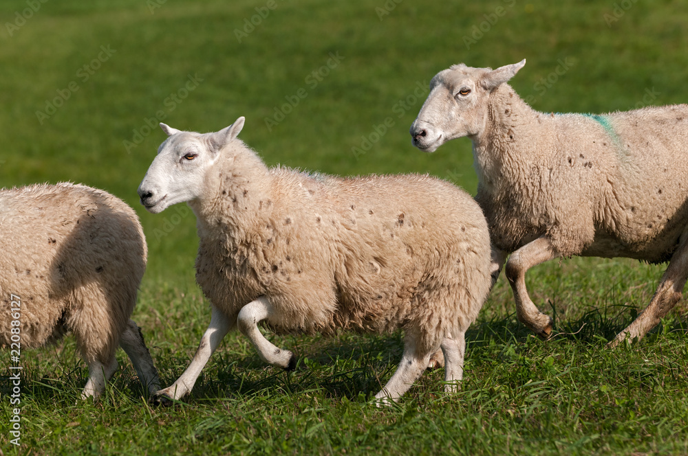 Three Sheep (Ovis aries) Run Left Three Sheep (Ovis aries) Run Left