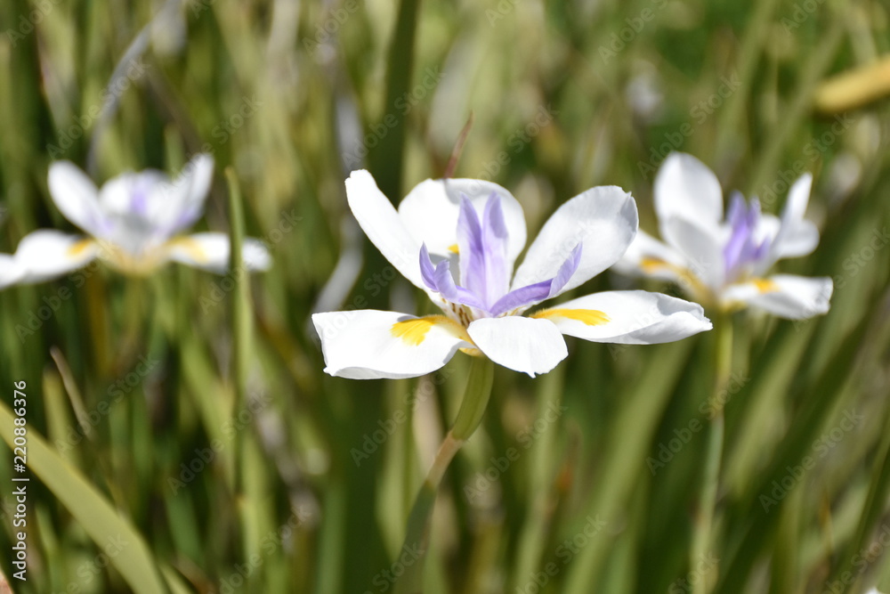 Iris Pure White with Yellow Flower Iris Pure White with Yellow Flower
