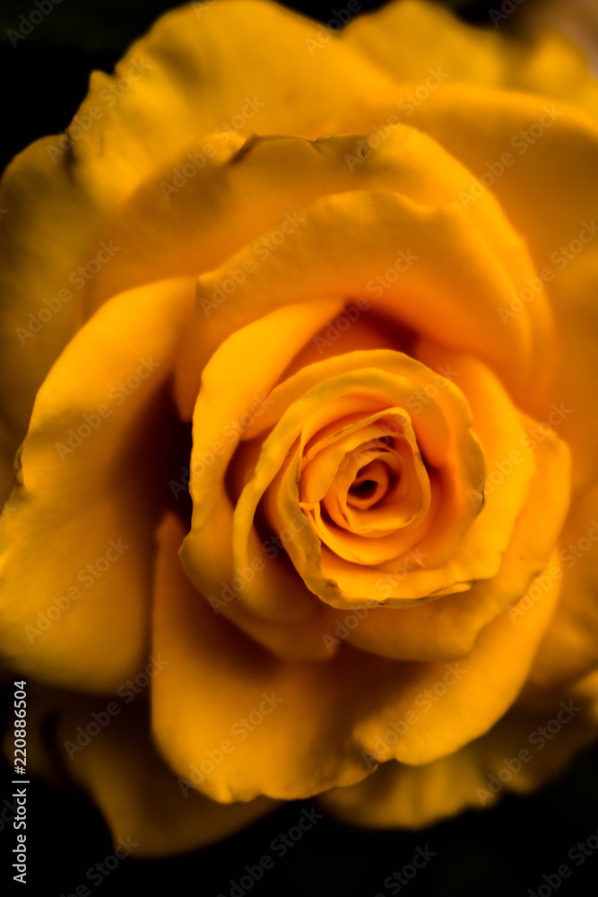rose, flower, red, garden, yellow, nature, roses, flowers, pink, plant, beauty, love, green, flora, macro, bloom, floral, petals, beautiful, petal, bunch, romance, summer, bud, single rose, flower, red, garden, yellow, nature, roses, flowers, pink, plant, beauty, love, green, flora, macro, bloom, floral, petals, beautiful, petal, bunch, romance, summer, bud, single