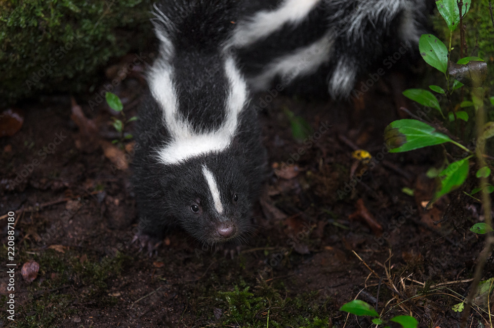 Striped Skunk (Mephitis mephitis) Kit Looks Up From Ground Striped Skunk (Mephitis mephitis) Kit Looks Up From Ground