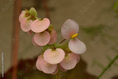 exotic flowers