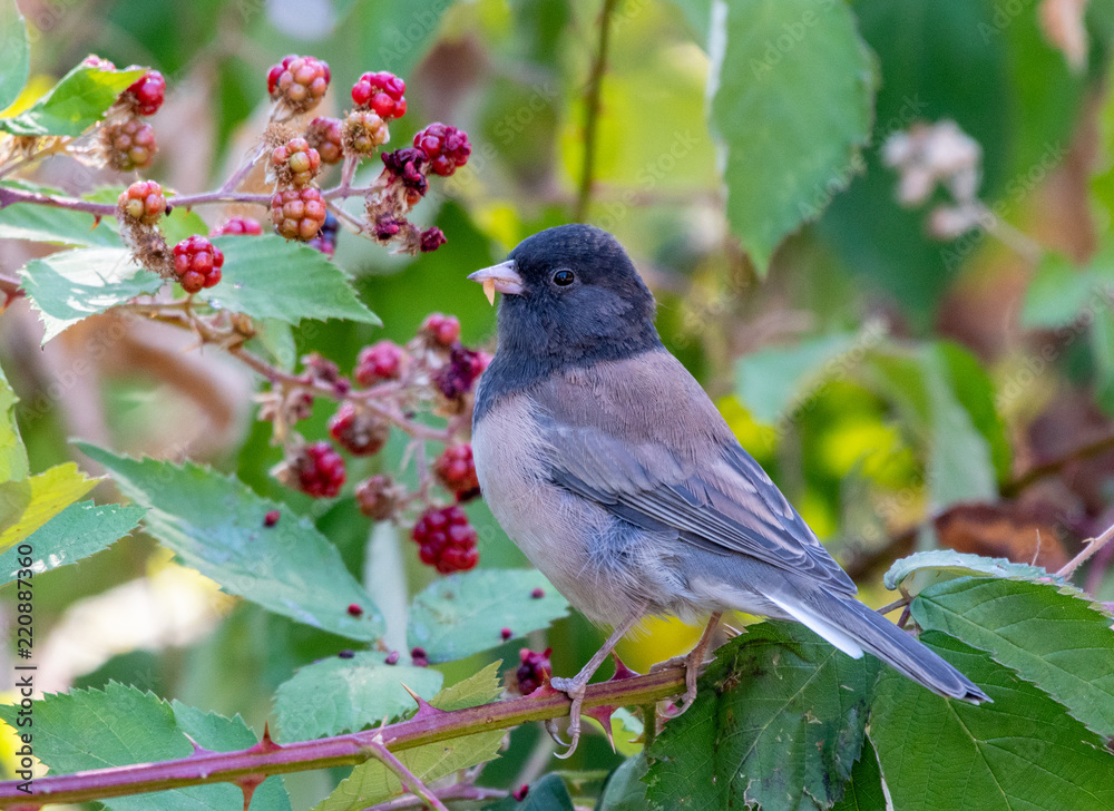 Fototapeta premium An Oregon Dark-eyed Junco enjoying fall blackberries