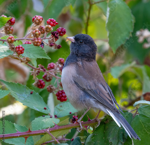 An Oregon Dark-eyed Junco enjoying fall blackberries photo