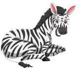 A zebra on white background