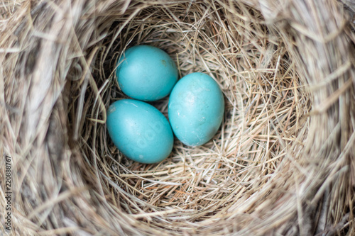 Three beautiful blue robin bird eggs resting in a nest
