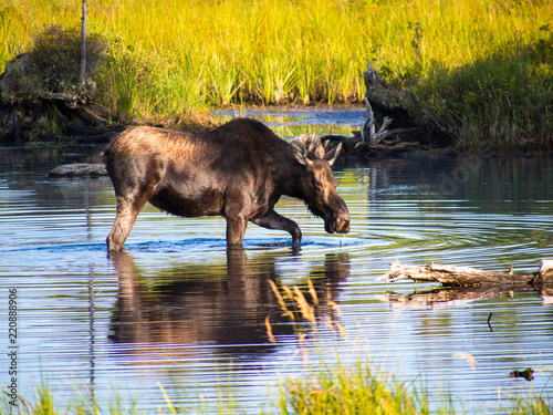 Photography moose