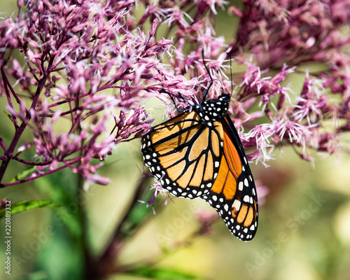  A monarch butterfly feeding on Joe Pye flowers © Dave