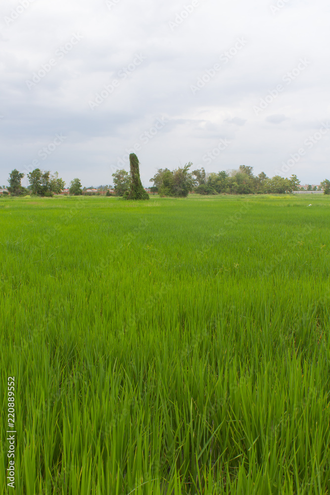 Fototapeta premium green rice field