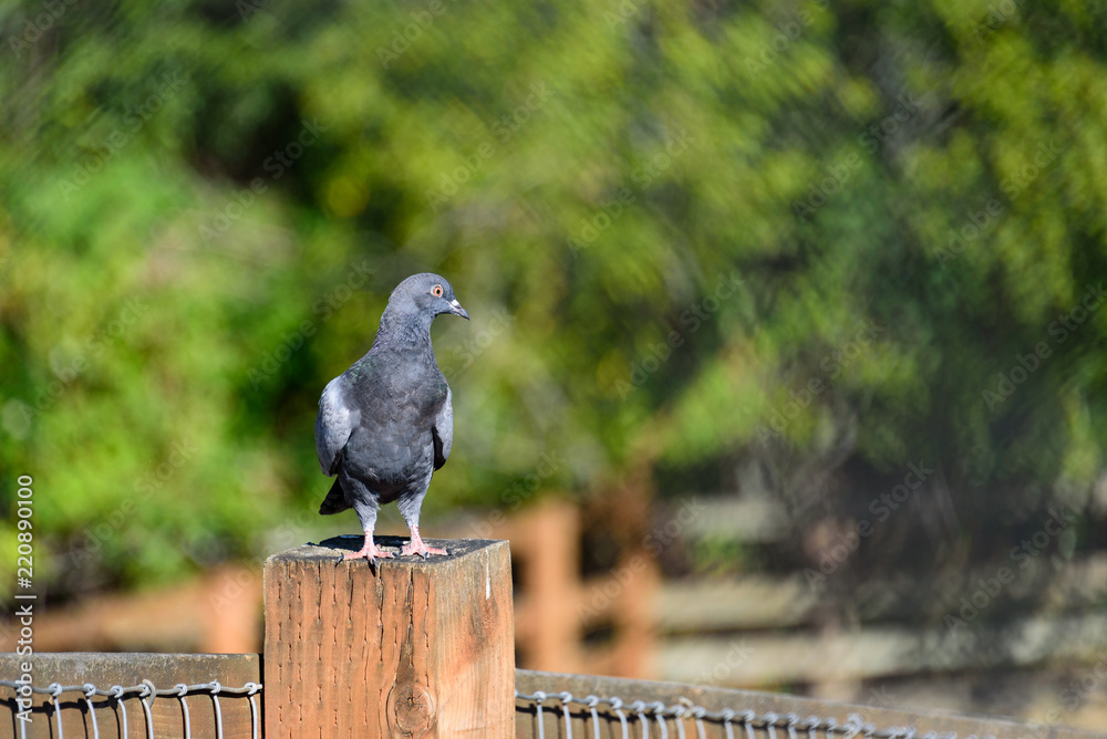 Obraz premium Pigeon on watch standing on a wood fence post, selective focus, pasture and trees in background 
