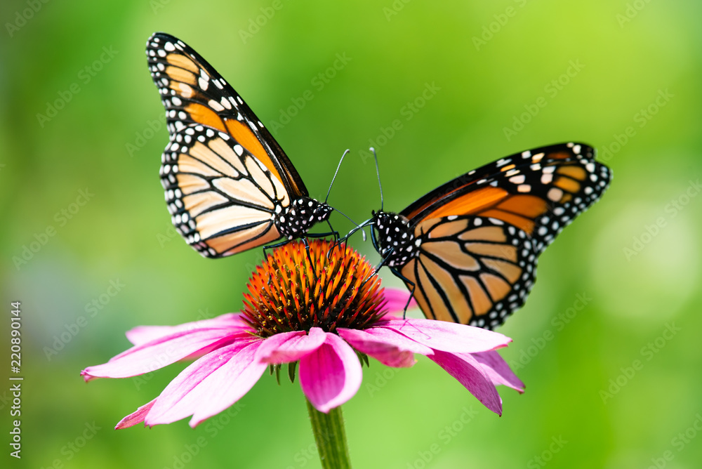 Two monarch butterflies feeding on a pink cone flower Two monarch butterflies feeding on a pink cone flower