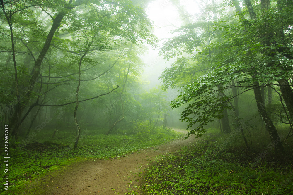Obraz premium The walkway to the Oike pond