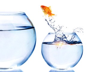 Goldfish Jumping  to bigger aquarium isolated on white