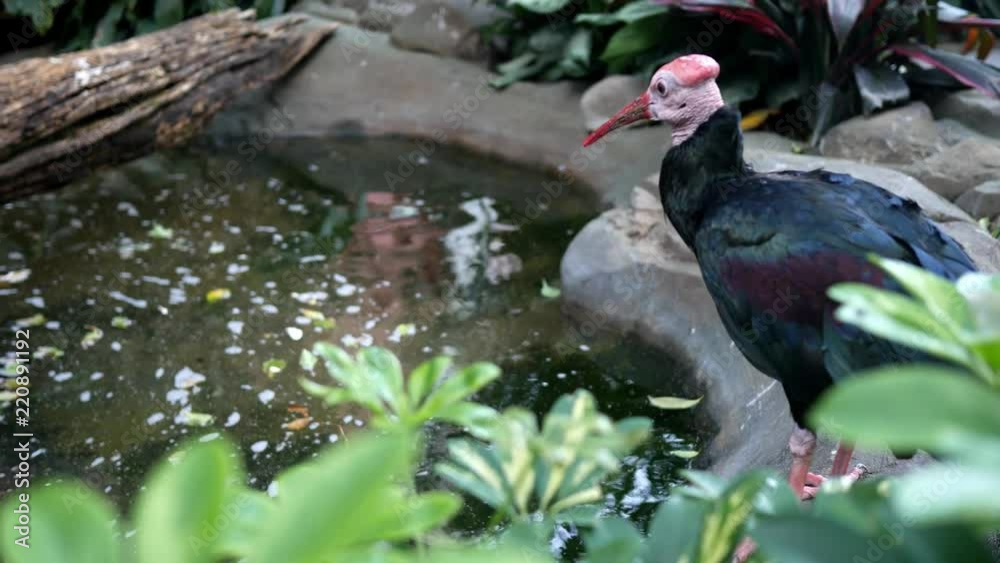 A rare bird relaxing by a watering area A rare bird relaxing by a watering area
