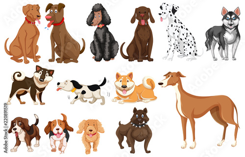 Set of dogs white background