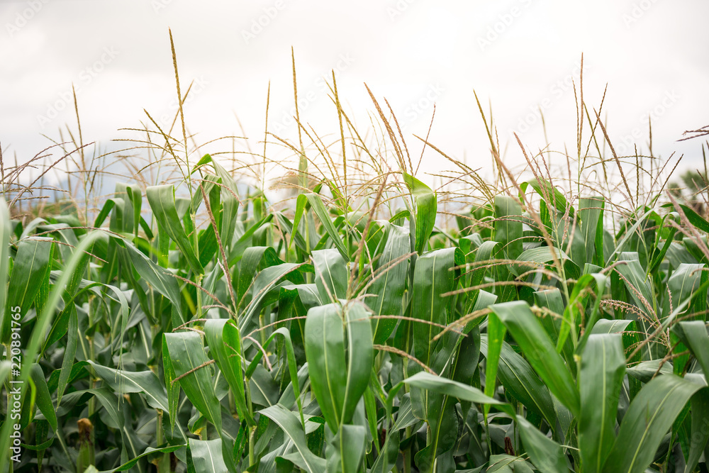 Obraz premium Beautiful cornfields